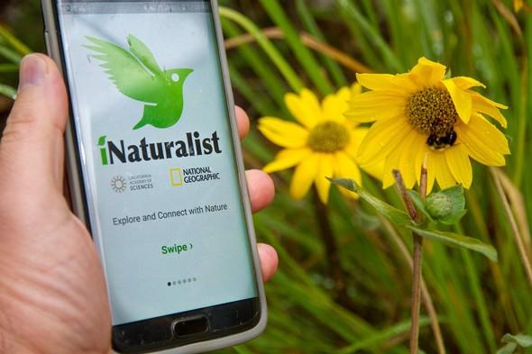 iNaturalist برای علاقمندان به طبیعت
