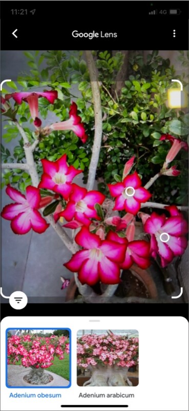 تشخیص گل و گیاه در گوگل لنز